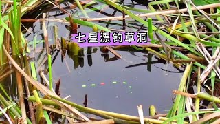 七星漂钓草洞，原来小黑哥是这样打窝的，这样打窝必须钓过瘾