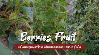 ผลไม้ตระกูลเบอร์รี่ ชมสวนช่วงฤดูใบไม้ผลิ Berries Fruit / Spring Time