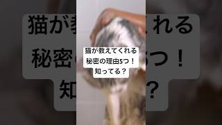 猫はどうして水が嫌いなの？5つの理由に驚きと共感が止まらない　　　　　　　　　　　　　　　　　　　　　　 🐱 #猫 #不思議な行動 #猫好き #猫の魅力 #猫の謎 #癒し #ショート動画 #猫動画