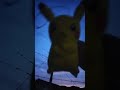 100日後に笑うピカチュウ 60日目 100日後に笑うピカチュウ ポケモン ポケットモンスター pokemon pikachu shorts