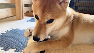 柴犬　犬用ガムって食べ終わるまでこんなにかかるの‥  １ヶ月かけて少しずつ減っていくガム