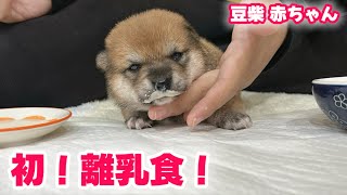 【豆柴犬】激かわ３姉妹の長女ちゃんが一足先に離乳食デビューしました！【子犬と癒し】まめしば亭ブログvlog