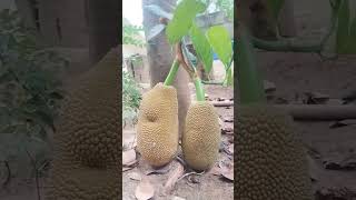 முக்கனிகளில் ஒன்று #yazharuvi #trending #பலாப்பழம் #jackfruit #பழம்