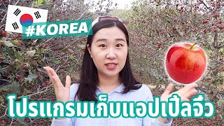 คิดยังไงกับสวนผลไม้ในเกาหลีบ้าง? vlog เก็บแอปเปิ้ลในสวน! ｜Creatrip