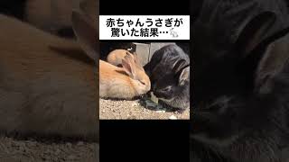 赤ちゃんうさぎが驚いた結果…