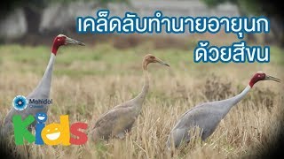 เคล็ดลับการทำนายอายุนกด้วยสีขน   [Animals Speak by Mahidol]