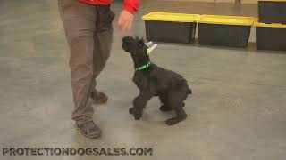 WOW Giant Schnauzer \