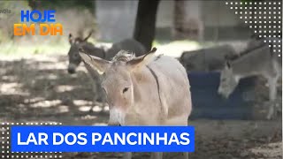 Julinho Casares visita o 'Lar dos Pancinhas', projeto que cuida de jumentos no litoral do Ceará