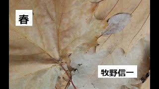 春　作：牧野信一