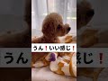 【自宅カット】いつもありがとう☺️ トイプードル 犬のいる暮らし 日常 癒し youtube shorts short dog doglover tiktok おすすめ