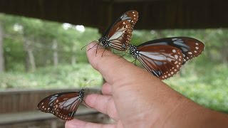 2016/08/17　夏の高原にアサギマダラが舞う　麦草峠