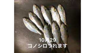 今日名古屋釣り行って見ました　10月29日コノシロ釣れますよ🎣🐟