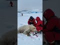 Polar Bear Rescue