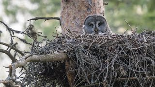 Birding Finland and Varanger 1/9 Around Oulu