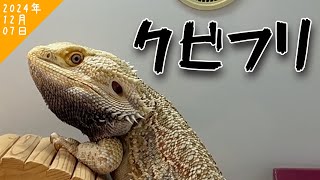 アゴを黒くしながらつかまり立ちでボビングするフトアゴヒゲトカゲ【トゲロー飼育日記】