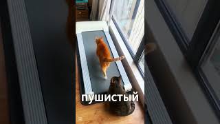 Этот кот придумал гениальный способ ускорить друга! 😂🔥 #shorts #cat