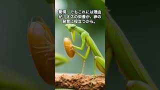 あなたは知ってた？カマキリの独特な繁殖行動とは！