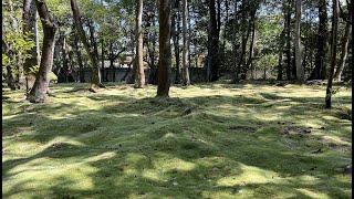 秋篠に蝉しぐれ染む苔の波　2023奈良・秋篠寺