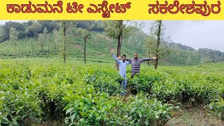 Kadumane tea estate Sakaleshpura Karnataka Tourist place. ಕಾಡುಮನೆ ಟೀ ಎಸ್ಟೇಟ್ ಸಕಲೇಶಪುರ.