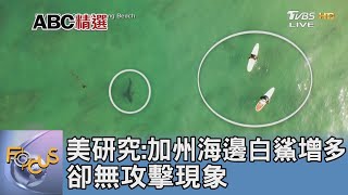 美研究:加州海邊白鯊增多 卻無攻擊現象｜FOCUS午間新聞 20230629 @tvbsfocus