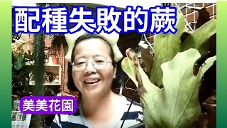 配種失敗的蕨長什麼樣子?【美美花園】