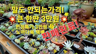 말도안되는 가격💥큰한판 3만원💥한정특가3만원셋트 서두르세요! #노아다육 #분채배송 #카드결제가능