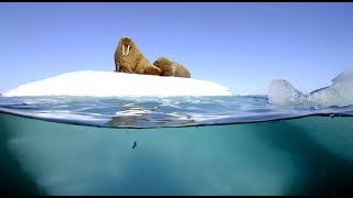 Filming Walrus With The Megadome | Blue Planet II | Behind The Scenes