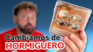 Adiós al Hormiguero de yeso!  Mudamos a las hormigas a mi hormiguero oficial - Messor barbarus