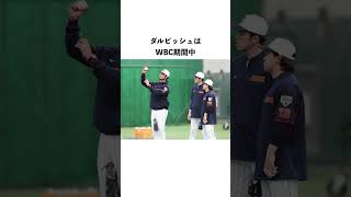 「WBC2023」に関する雑学まとめ#shorts #ダルビッシュ#wbc#野球