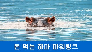 [즉문즉답] 네이버 파워링크는 돈먹는 하마다?