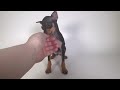 Have you ever seen a Mini Pinscher?!