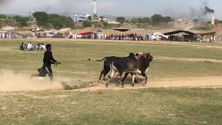 Tara dand Hat_trick champion at gorcyan chakswari Record time 4:13 Bull race #bullrace