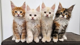 100 Days of Maine Coon Kittens Growing Up!