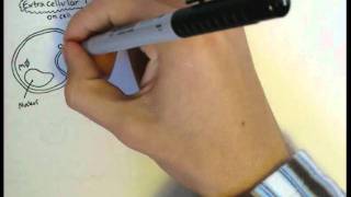 Immunology - Innate Immunity (PAMP and PRR)