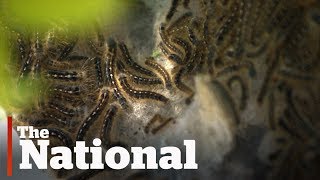 Caterpillar infestations plague Canadian cities