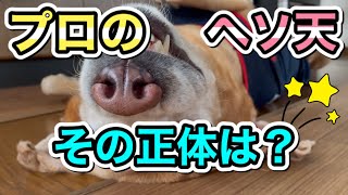 ヘソ天プロのラブラドールレトリバー、その正体は？【やっぱりラブラドールレトリバーLabrador】