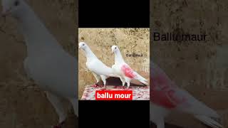 Tamkot pigeon club cheena mansa ballumour Micky gamiwal mor bappiana