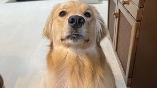 可愛くおねだりしたのに思った効果が得られなかった時のゴールデンレトリバーの反応が面白すぎた