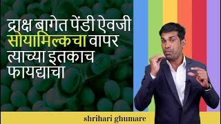 shrihari ghumare | द्राक्ष बागेत पेंडी ऐवजी सोयामिल्कचा वापर त्याच्या इतकाच फायद्याचा