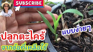 ปลูกตะไคร้(lemon grass)แบบง่ายๆจากข้อที่เหลือ ลงทุน0บาท ปักชำติดราก แตกหน่อเร็ว ทำตามเห็นผลจริง100%