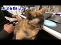 ママの家事が終わるのを待つ賢いサビ猫モモちゃん