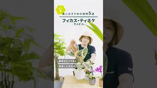 夏におすすめの植物5選！３つ目のご紹介！次の植物わかりましたか？お楽しみに！◎　＃観葉植物　＃胡蝶蘭