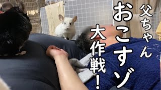 【チンチラ】父ちゃんおこすゾ大作戦！　chinchilla