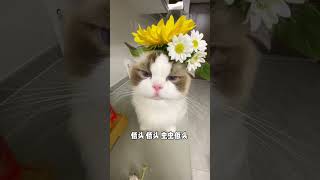 猫：麻麻谈恋爱 累的是我～ 这是我的小猪猫 萌度超级高 这一小坨猫谁受得了