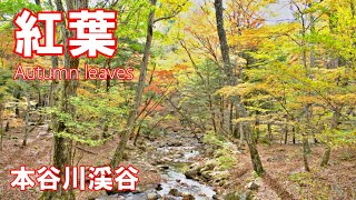 本谷川渓谷の紅葉 2022 北杜市 4K｜ Autumn leaves  | 山梨県観光スポット