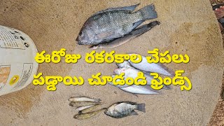 #ఈరోజు రకరకాల చేపలు పడ్డాయి చూడండి ఫ్రెండ్స్ || 🐟🐠🐟🐠🐟🐠 #viral #trending #bamfishing #villagefishing