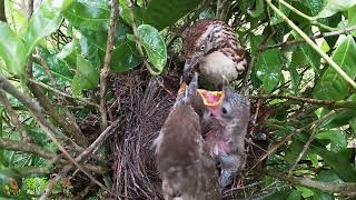 3 birds are ready to leave the nest, parents have paid a lot of love矛纹草鹛育雏：3只小鸟准备离巢了，鸟爸鸟妈辛苦了