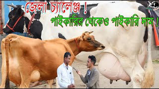 জেলা চ্যালেঞ্জ ! পাইকারির থেকেও পাইকারি দাম ! প্রতি পিছে ৩০ হাজার লাভ এখন কিনলে। গরুর হাঁট #BDcow