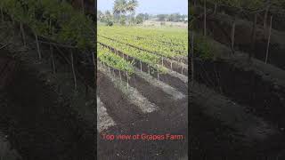 Top view of Grapes Farm