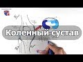 Анатомия коленного сустава - meduniver.com